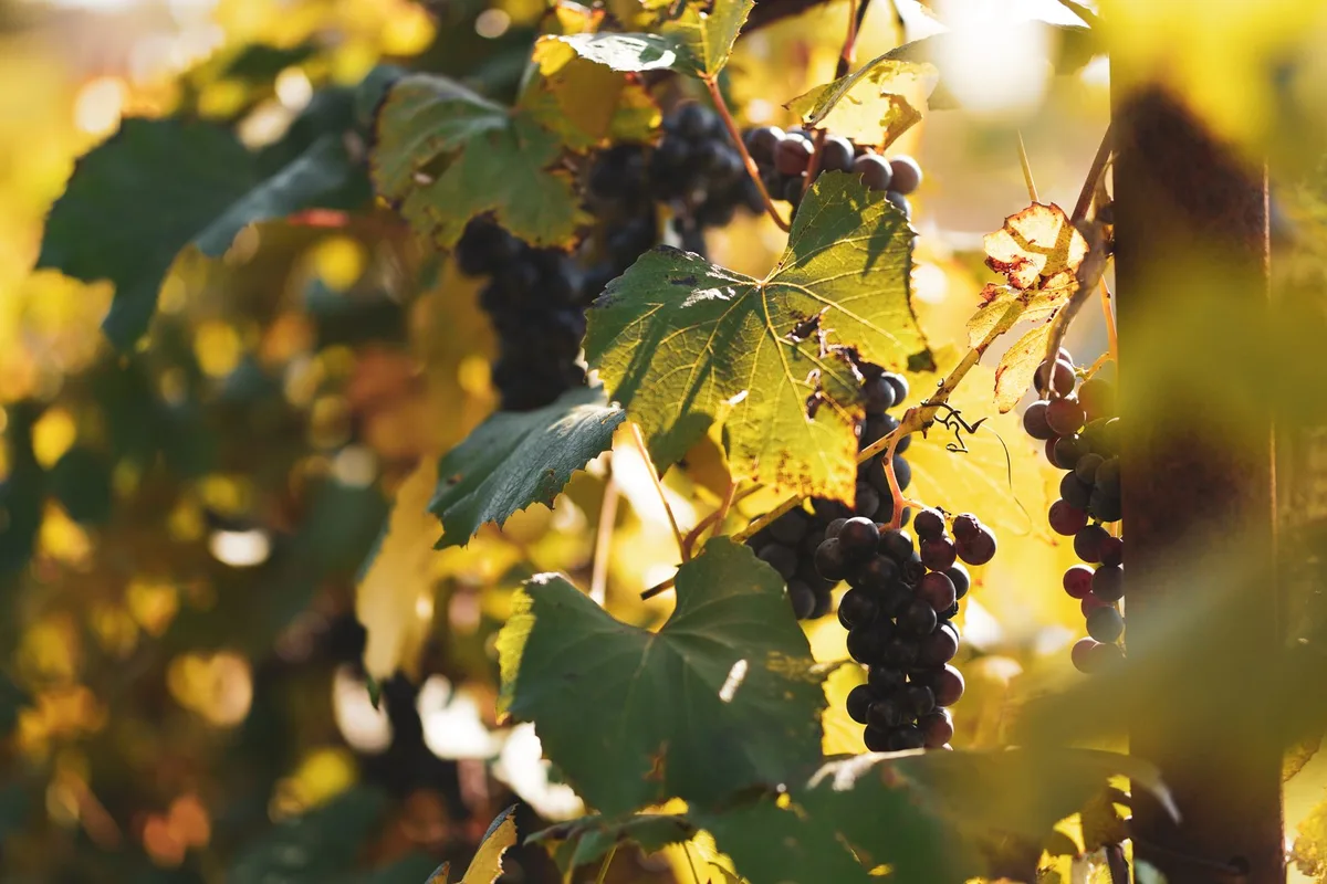 Domaine viticole familial : étude de cas SEO EVICO