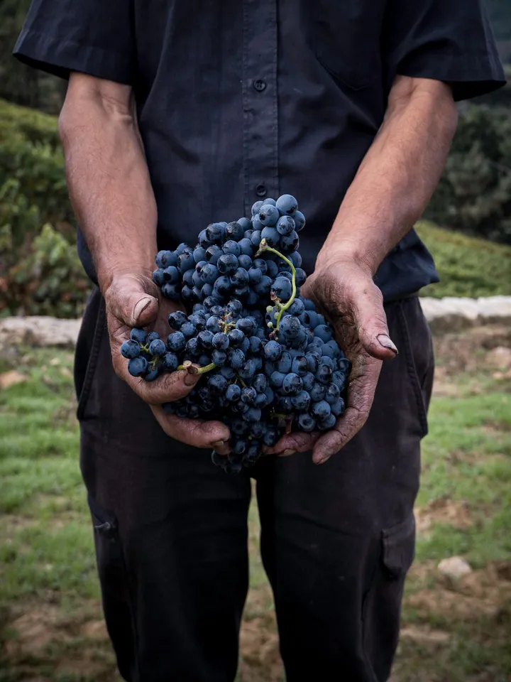 Vigneron dans ses vignes pendant les vendanges