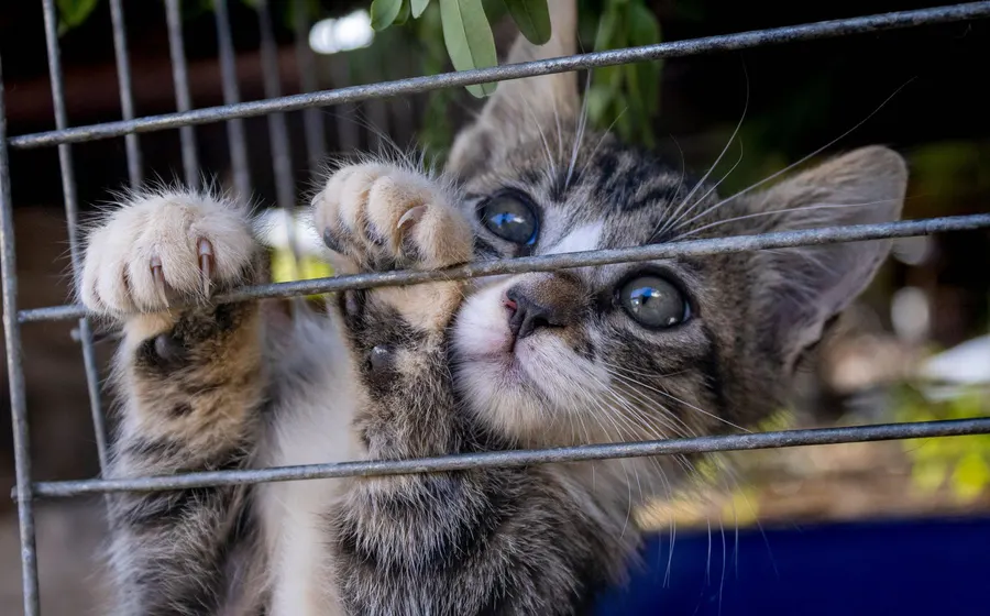 Protection animale