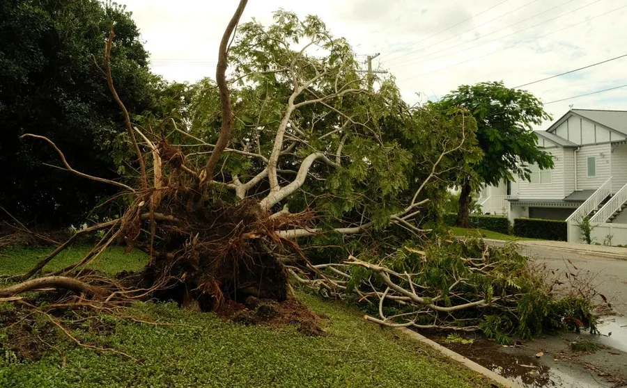 Arbre dangereux