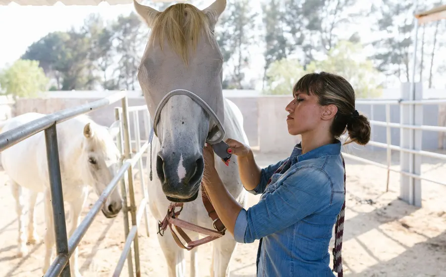 Ostéopathie animale